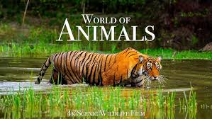 World of Animals